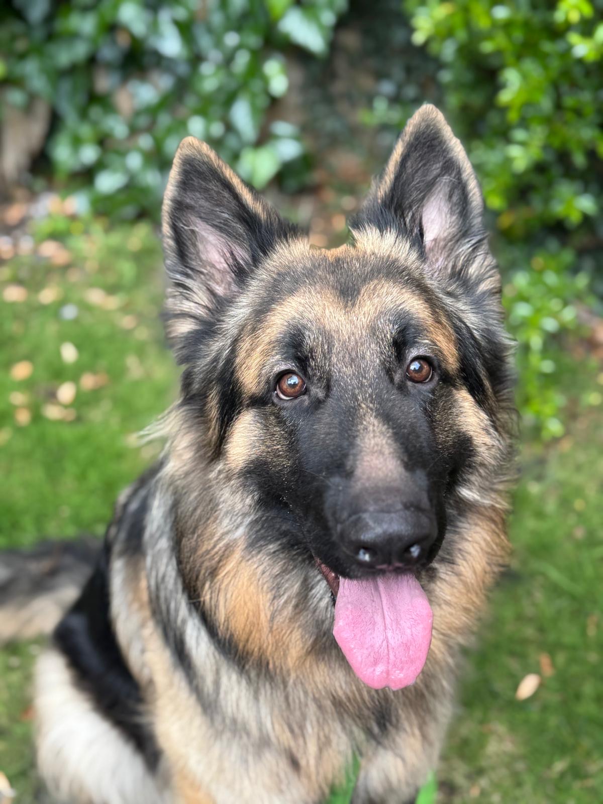 BAXTER - SURREY
